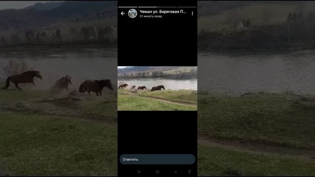Чемальский табун лошадей. Дорога домой. Берег Катуни. Республика Алтай. смотреть онлайн