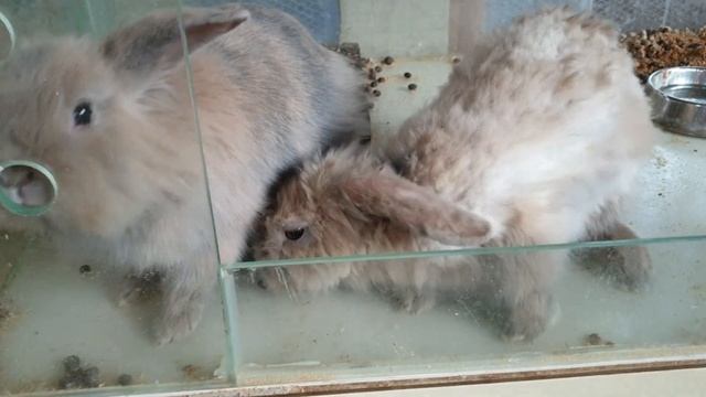 зоо кафе в Корее смотреть онлайн