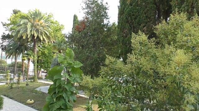 Темные воды