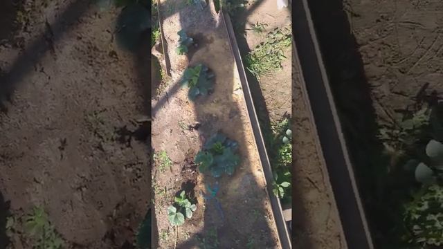 Клубника на севере Казахстана смотреть онлайн