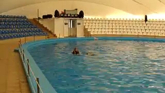 Купание с дельфином смотреть онлайн