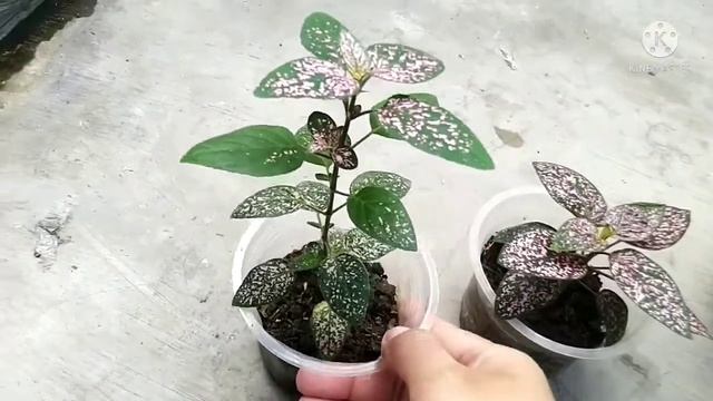 hasil pemangkasan dan stek batang tanaman hipotes pink смотреть онлайн