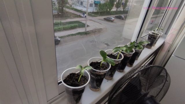 Обзор рассады