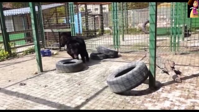 Маша и Миша,Тоня Прогнала Машу и Мишу,Masha and Misha, Tonya chased Masha and Misha. смотреть онлайн