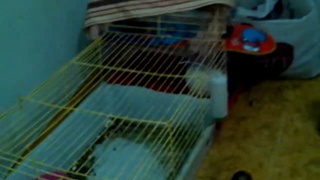 вечеринка у кролика Кузи смотреть онлайн