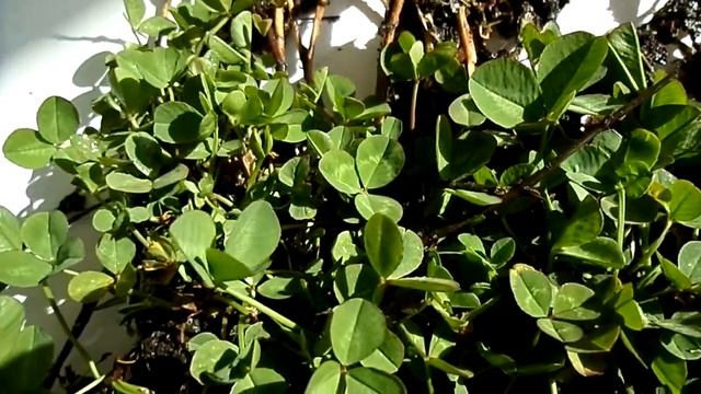 Nature Insights - White Clover and Hydrogen Cyanide Production! смотреть онлайн