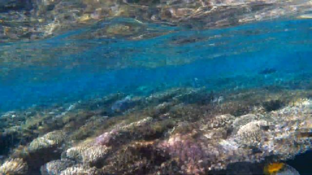 Под красной водой 2 312 Коралловый риф Dreams Beach Hotel, Египет, Шарм-Эль-Шейх, Тауэр Бэй 2023 смотреть онлайн