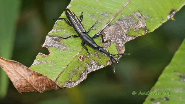 Straight-snouted Weevil, Brentus volvulus? from Ecuador