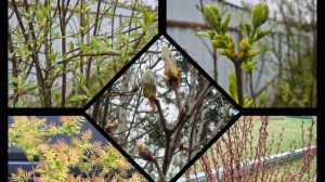 Сад в апреле