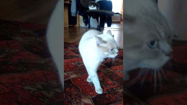 Кот дальнегорск смотреть онлайн