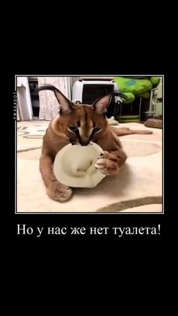 коты-же боятся огурцов. аааа это же каракалы._. смотреть онлайн