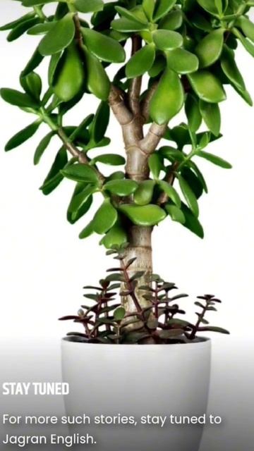 Discover The Secrets Of Perfectly Cultivating And Caring For Beautiful Small Plants! #shorts