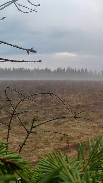 Охота на тетерева весной из шалаша на току #тетерев #охота #shorts