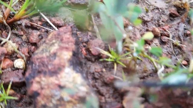 3 tiny plants смотреть онлайн