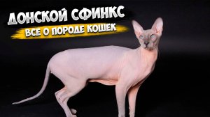 Донской Сфинкс - Все о породе Кошки | Кошка породы - Донской Сфинкс
