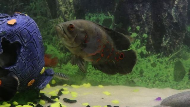 My Tiger Oscar Color Changing Live смотреть онлайн