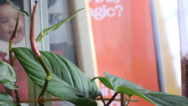 Houseplant Collection Tour 2023 - Naming my plants after drag queens смотреть онлайн