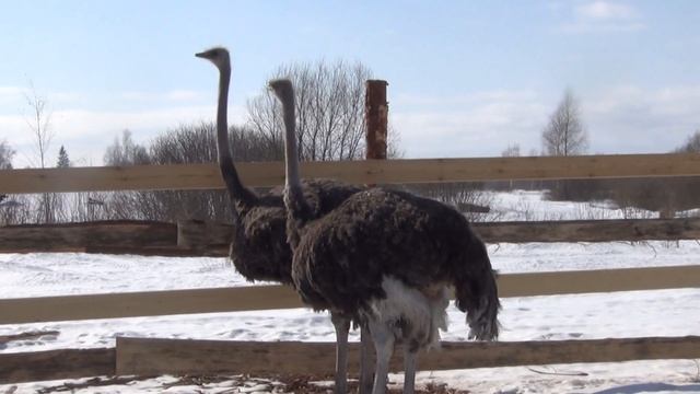 страусы смотреть онлайн