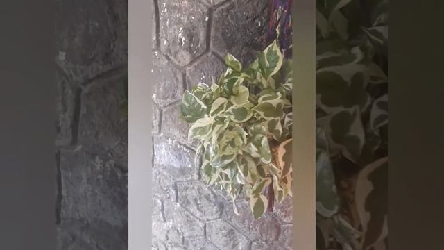 ALL ABOUT MY POTHOS | MONEY PLANT | TIPS & TRICKS TO CARE смотреть онлайн