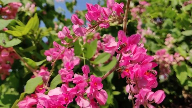 Младший брат не мог смириться с тем, что финансы семьи уже не позволяют ему вести жизнь мажора смотреть онлайн