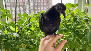 Рацион птенца голубя,учимся клевать и летать🦤