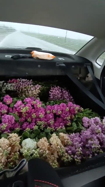 #маттиола #левкой #цветыоптом