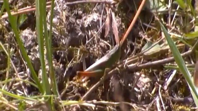 Meadow Grasshopper In The Grass