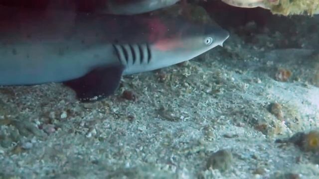 Padang Bai diving смотреть онлайн