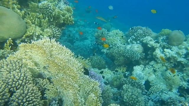 Санвинг Ватерворлд Макади рыбки смотреть онлайн