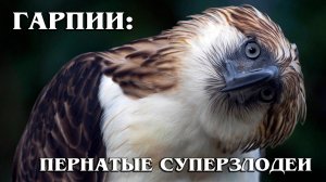 Гарпия: Крупнейшая Хищная Птица | Интересные факты про орлов
