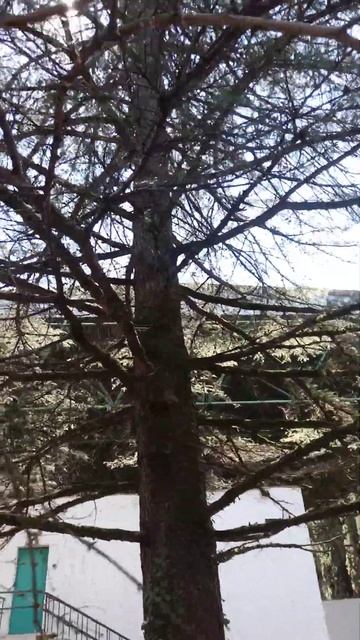 Дом отдыха Псоу Цандрипш Абхазия огромный кедр сибирский смотреть онлайн
