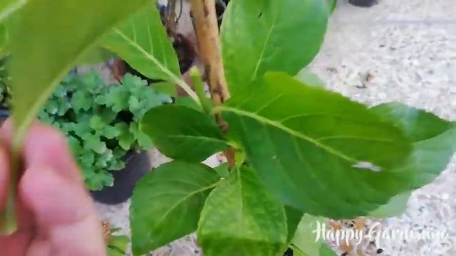 Hydrangea Propagation – How To Propagate Hydrangeas From Cuttings смотреть онлайн