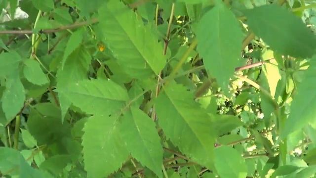 Череда самосеянная