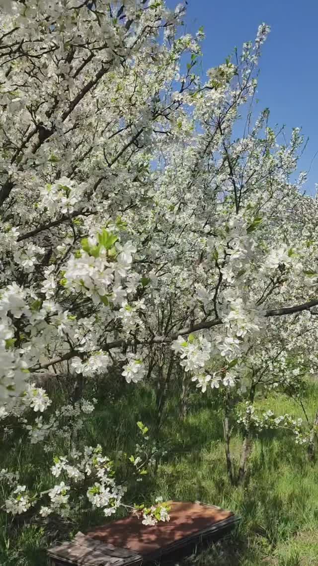 Не надо Рай искать на небесах, Рай на Земле весной на моей дачи. смотреть онлайн