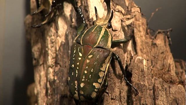Big Beetles-Cincinnati Zoo смотреть онлайн