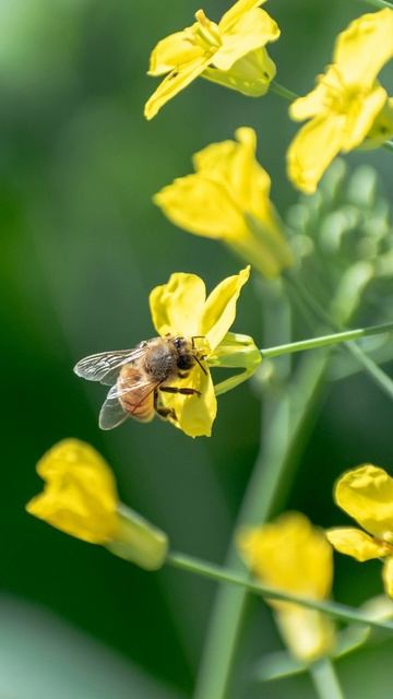 Bees and flowers #shorts смотреть онлайн
