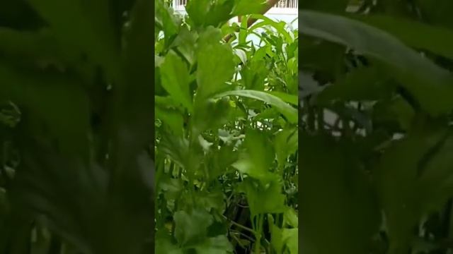 ขึ้นฉ่ายไร้ดิน @JidapaGarden смотреть онлайн