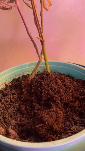 Part 2Time To Plant The Onions #grow #health смотреть онлайн