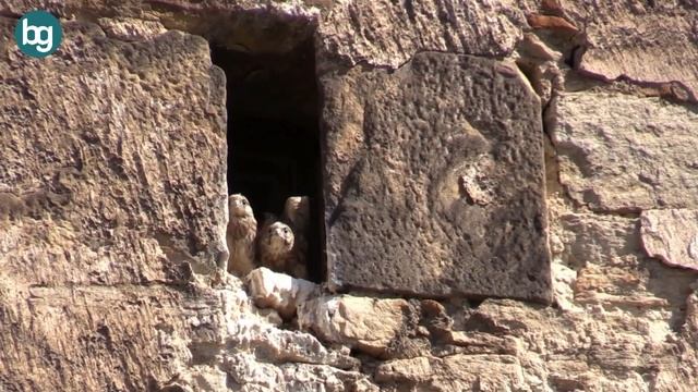 Hayvanlar Hakkında Pek Bilinmeyen Dikkat Çekici Bilgiler смотреть онлайн