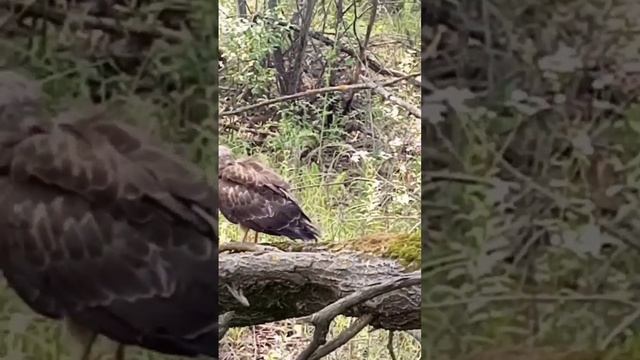 Встретил в лесу хищника. Птенец коршуна. смотреть онлайн