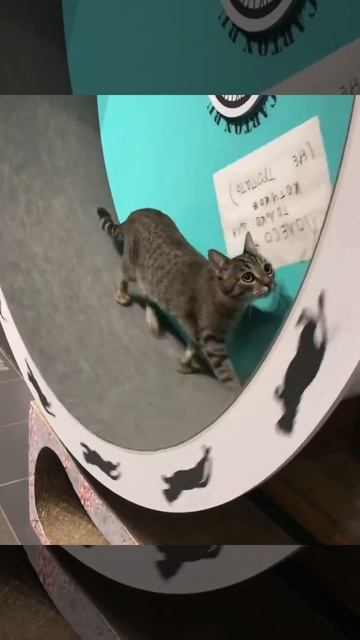 Кошки в Котокафе Котики и Люди смотреть онлайн