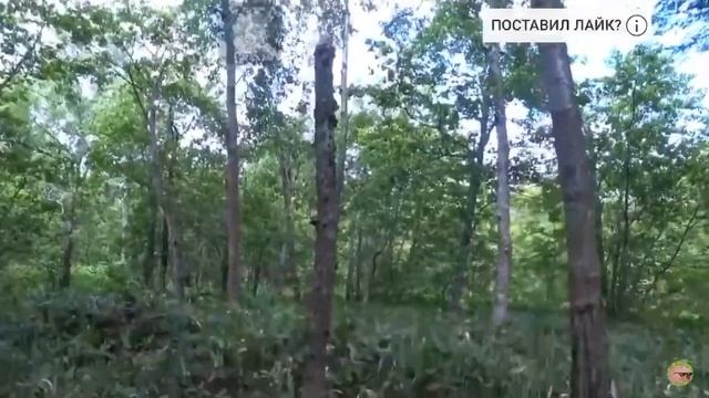 Короче говоря я потерялся в лесу ! смотреть онлайн