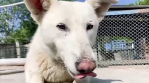 Бедный школьник  приюте что там твориться спас щенка. Юрий Благополучный