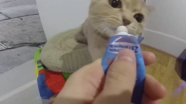 Кошка ОТБИРАЕТ Вкусняшку | My Fun Pets смотреть онлайн