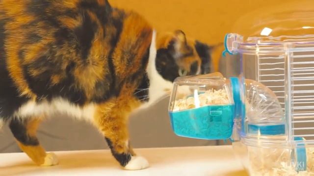 Стёпы больше нет 😭 у канала сливки шоу умер хомяк Стёпа