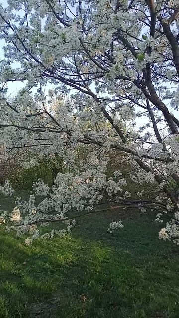 Весна 🌱 смотреть онлайн