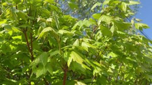 Клён // Футаж