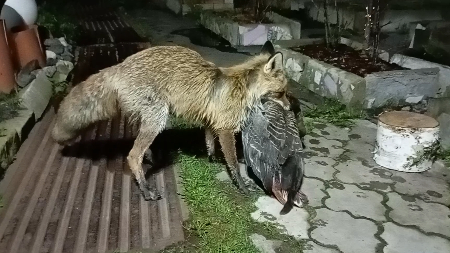 Подарок для лисы смотреть онлайн