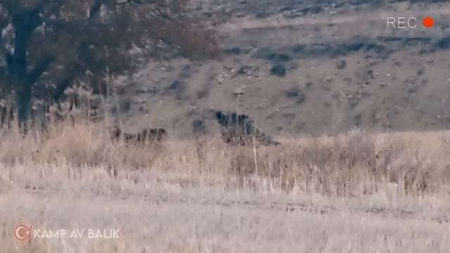 DEV AZILI DOMUZ AVI 2 - GIAN MONSTER WILD BOAR HUNTING 2 смотреть онлайн