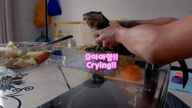 밥 먹을때 수달들은 어떤 반응일까요?!｜Reaction of Otter When I Eat in front of them смотреть онлайн